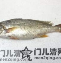 日本美食食材：大众海鲜食材 - 黄花鱼（石持 イシモチ）