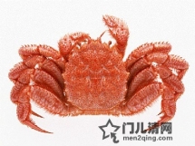 日本美食食材：日本特色高级海鲜  - 毛蟹（けがに）