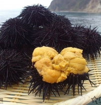 日本美食食材：高级海鲜食材 - 海胆（雲丹 うに）