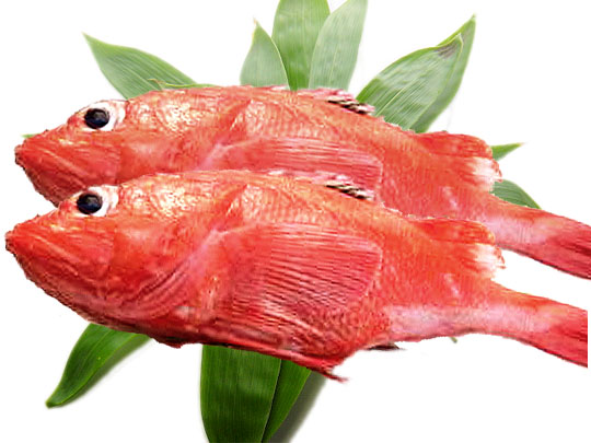 食材-吉次鱼（きんき）